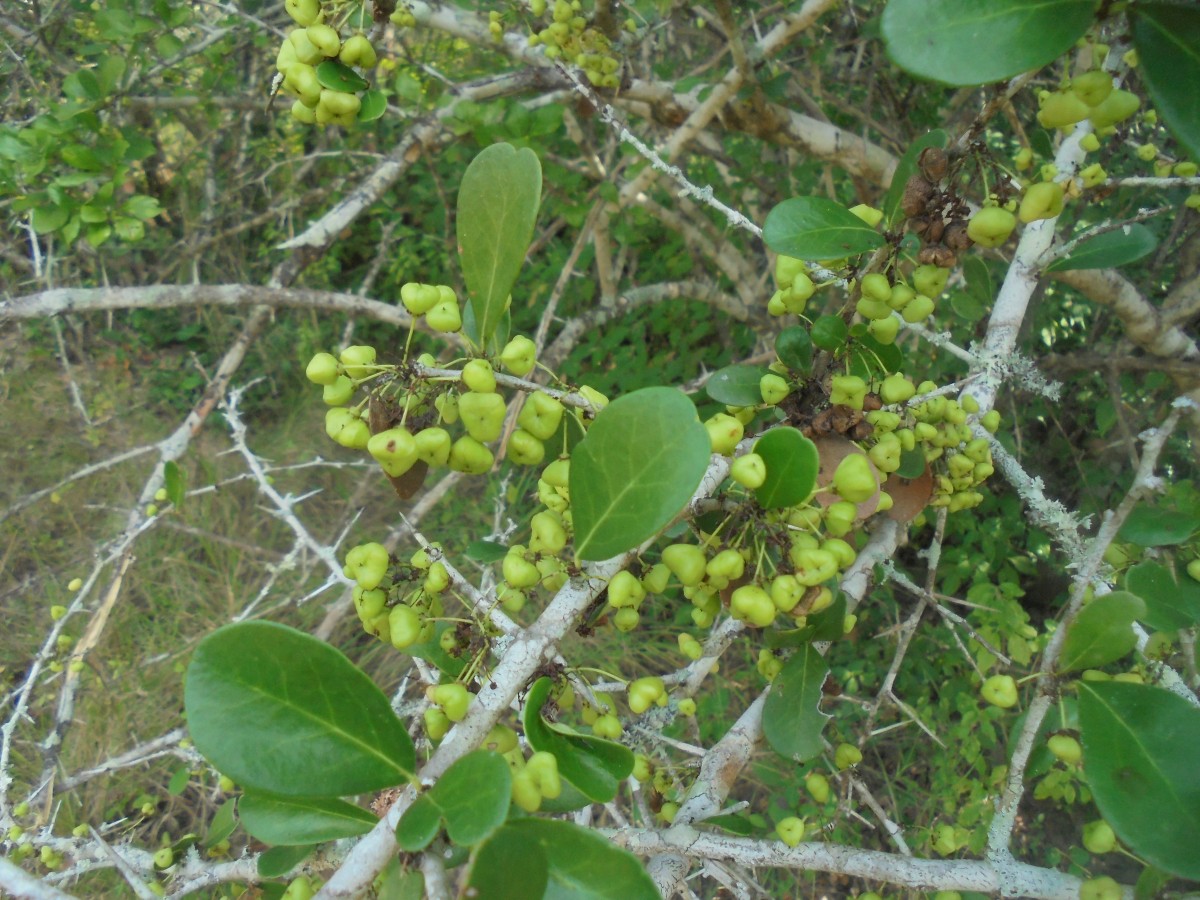 Flora of Sri Lanka