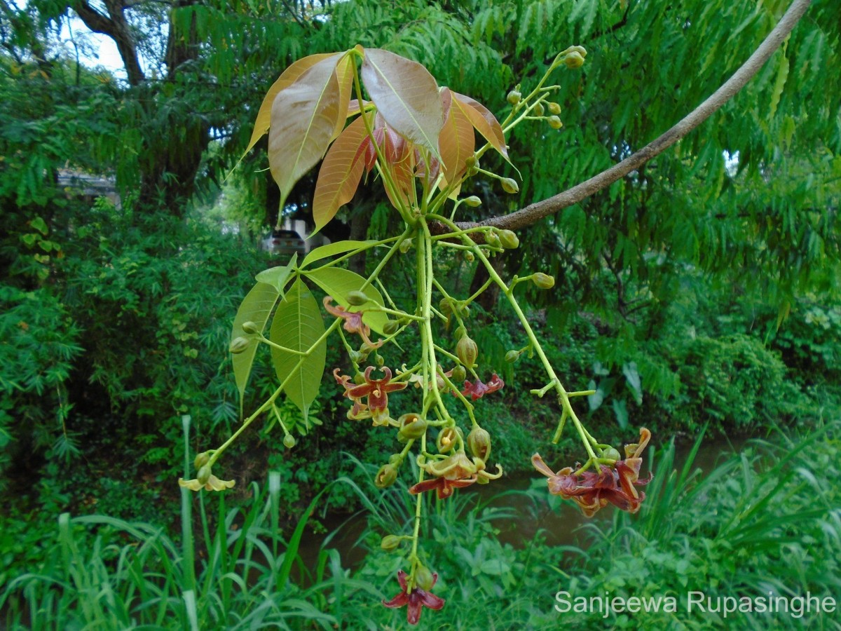 Flora of Sri Lanka