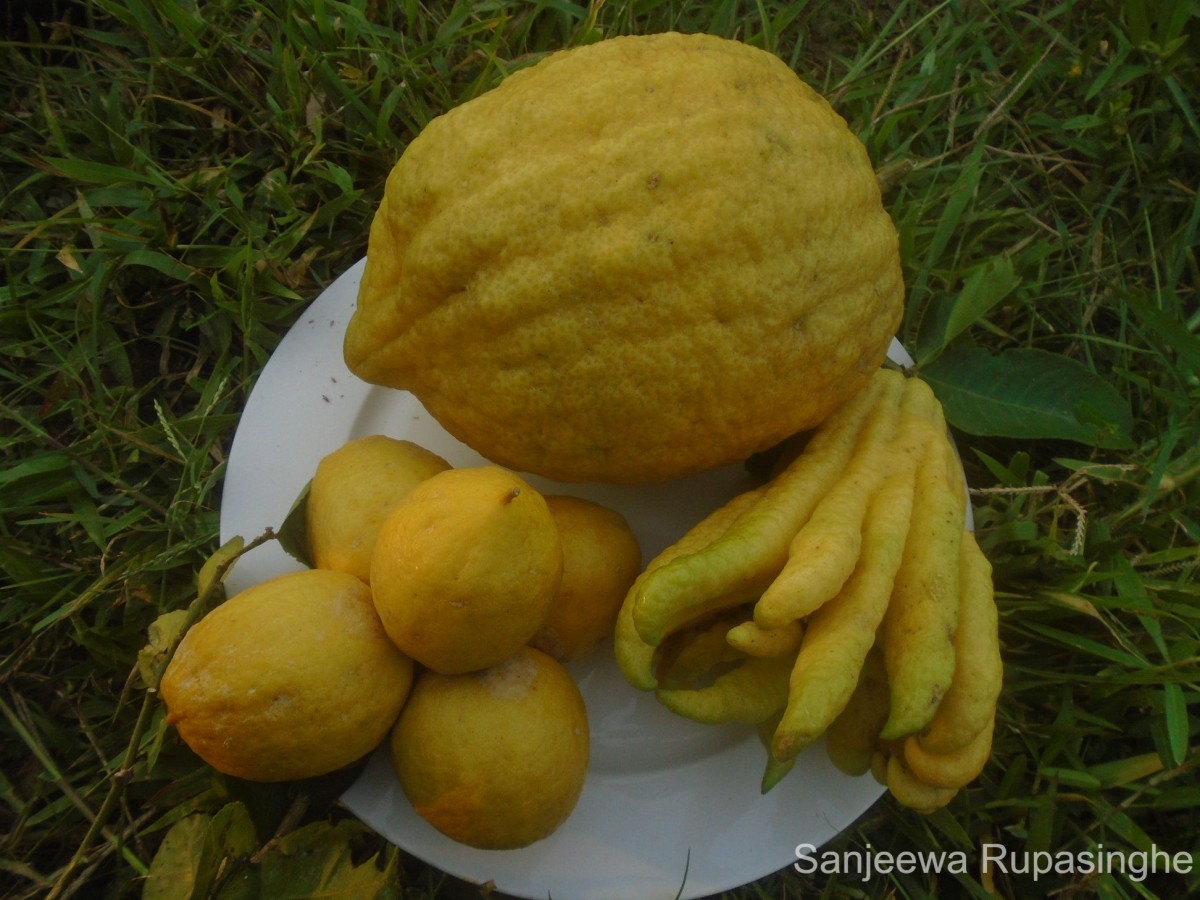 Citrus × limon (L.) Osbeck