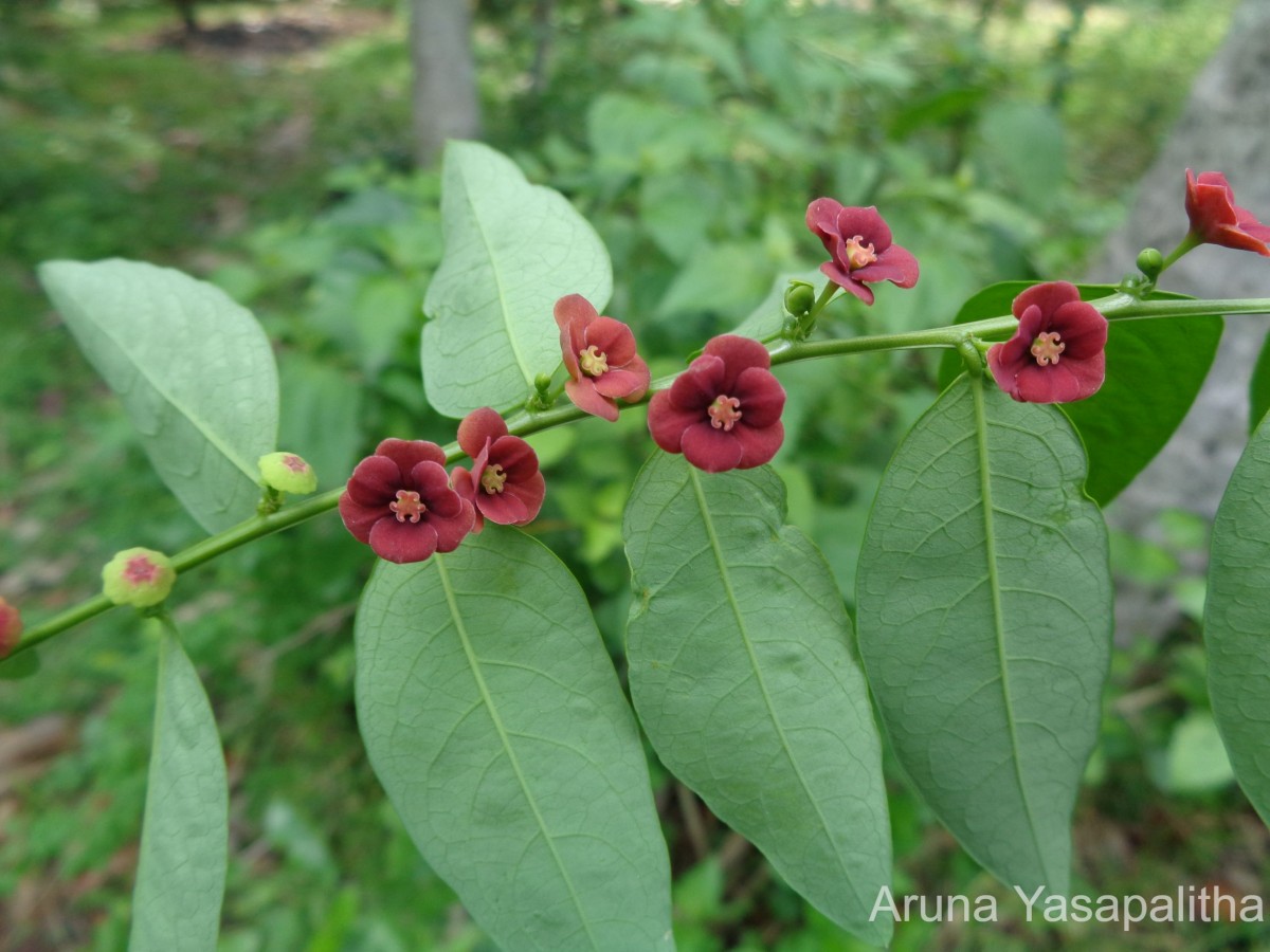 Flora of Sri Lanka