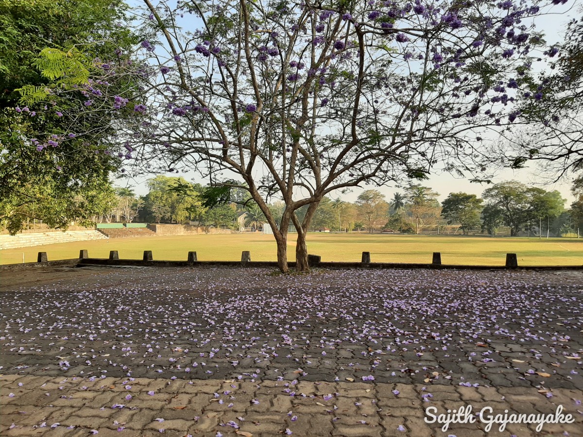 Flora of Sri Lanka