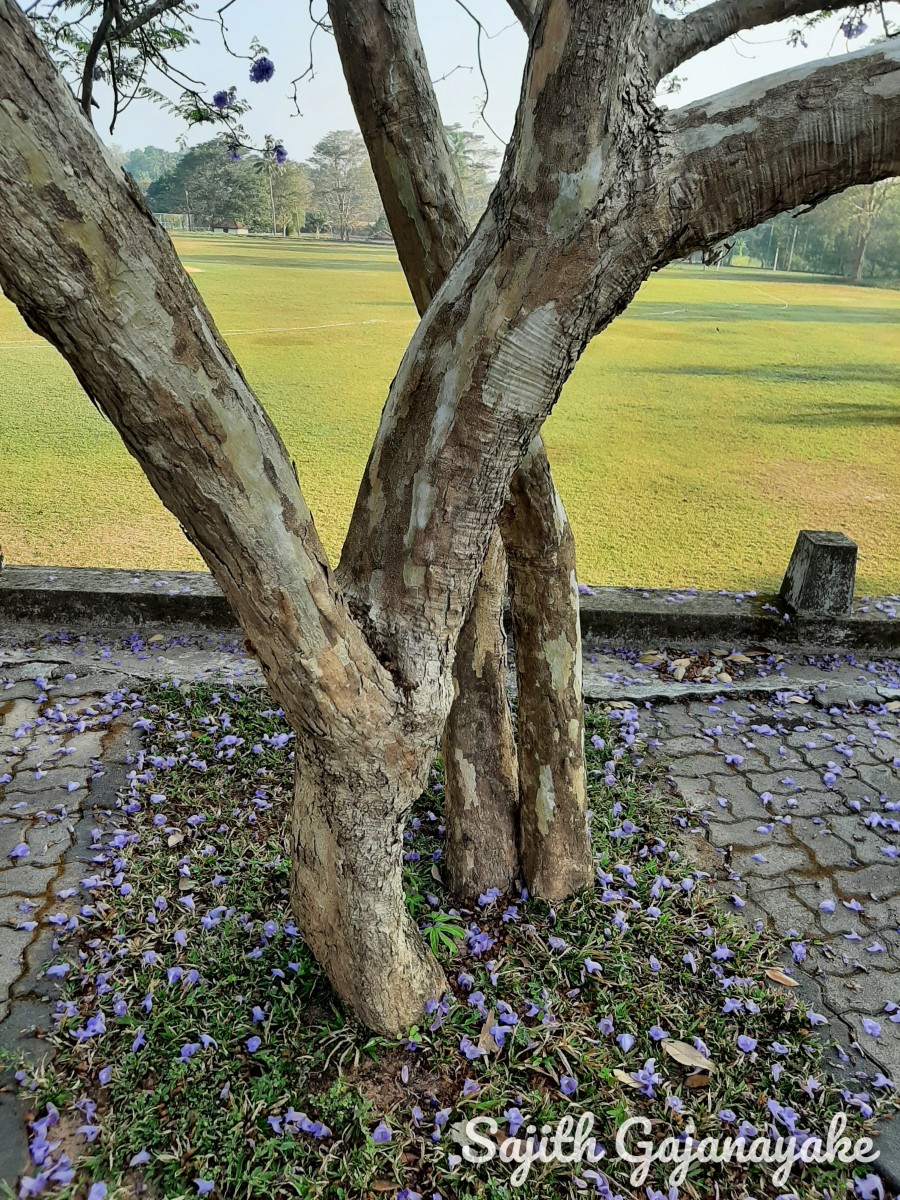 Flora of Sri Lanka