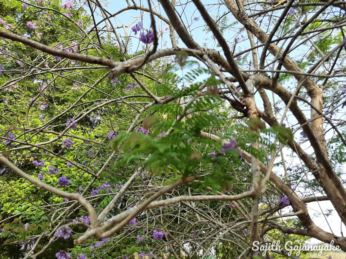 Flora of Sri Lanka