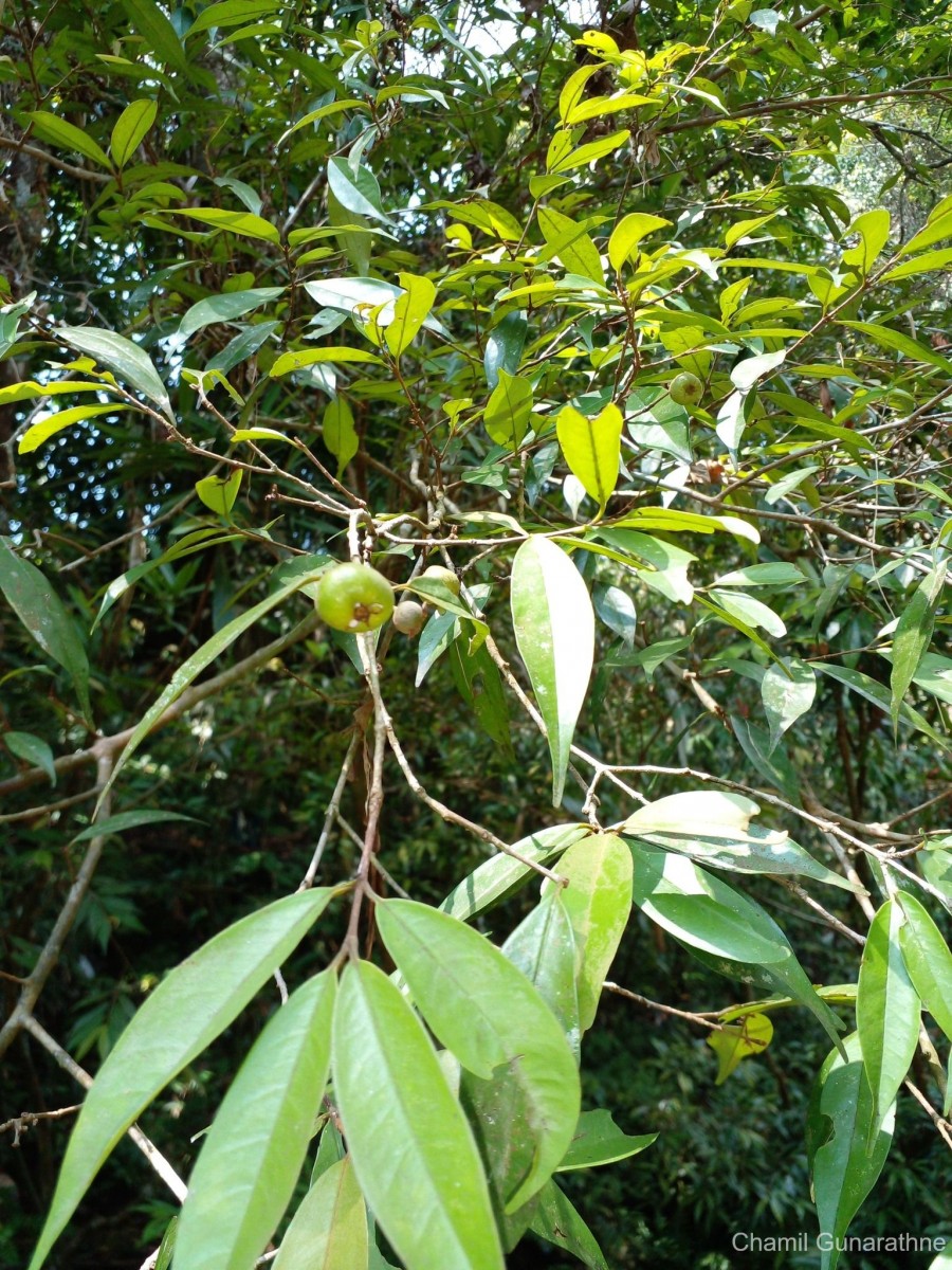 Eugenia terpnophylla Thwaites