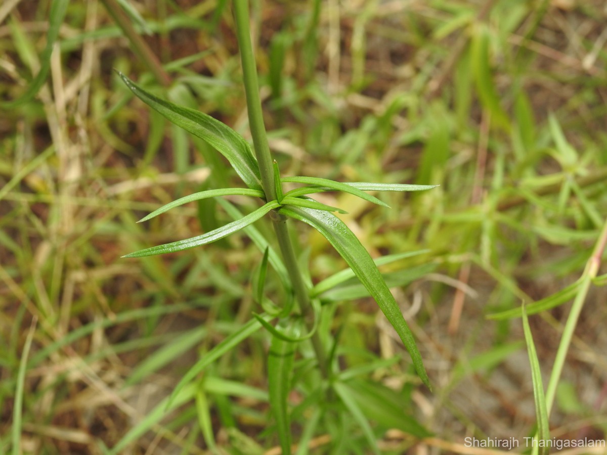 Oldenlandia stricta L.