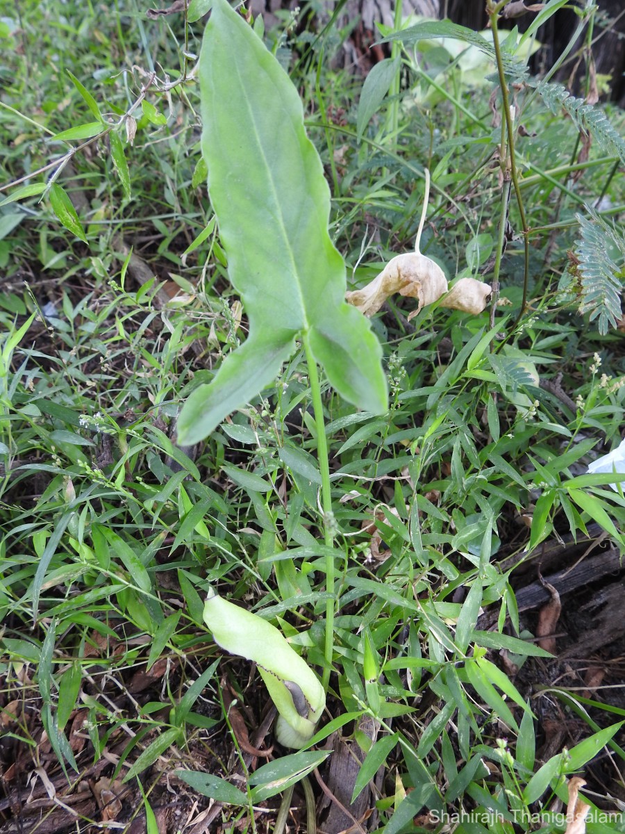 Theriophonum minutum (Willd.) Baill.