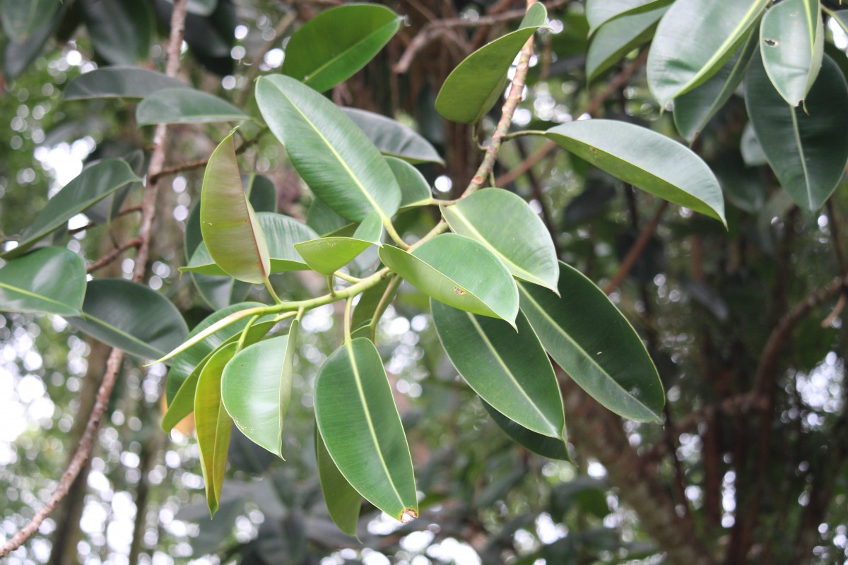 Ficus elastica Roxb. ex Hornem.