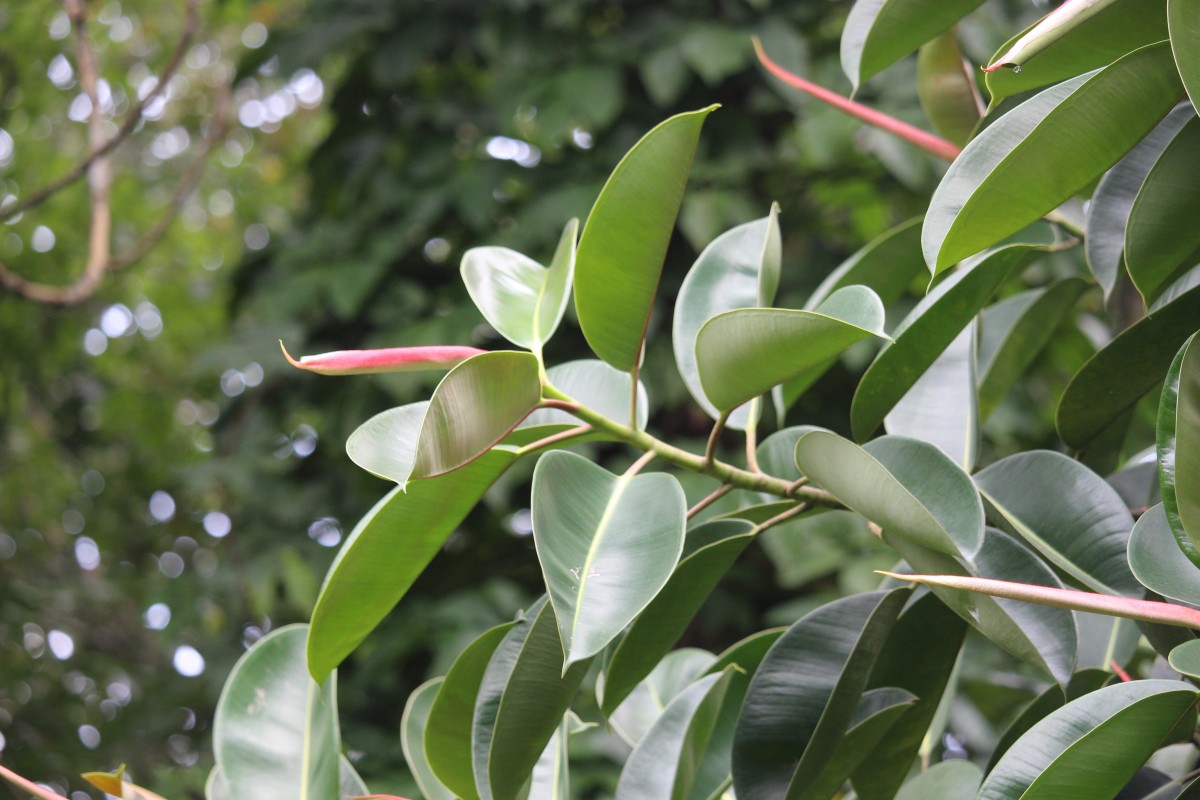 Ficus elastica Roxb. ex Hornem.