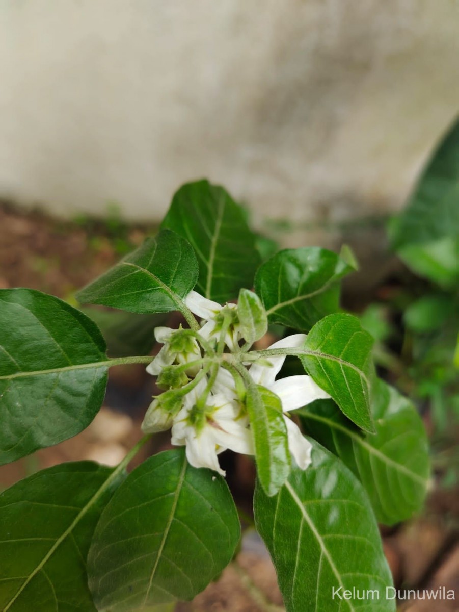 Solanum pubescens Willd.