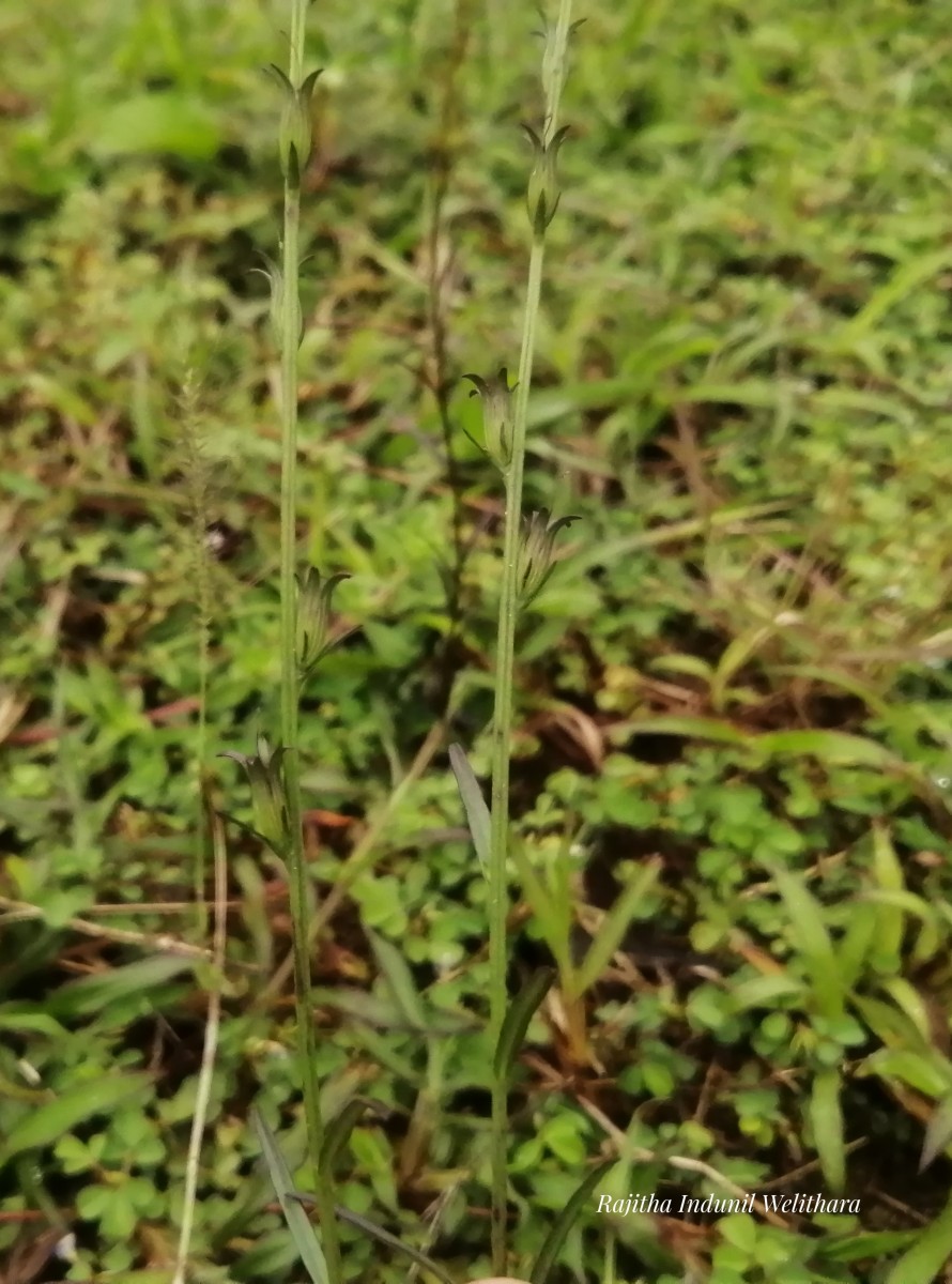 Striga angustifolia (D.Don) C.J.Saldanha