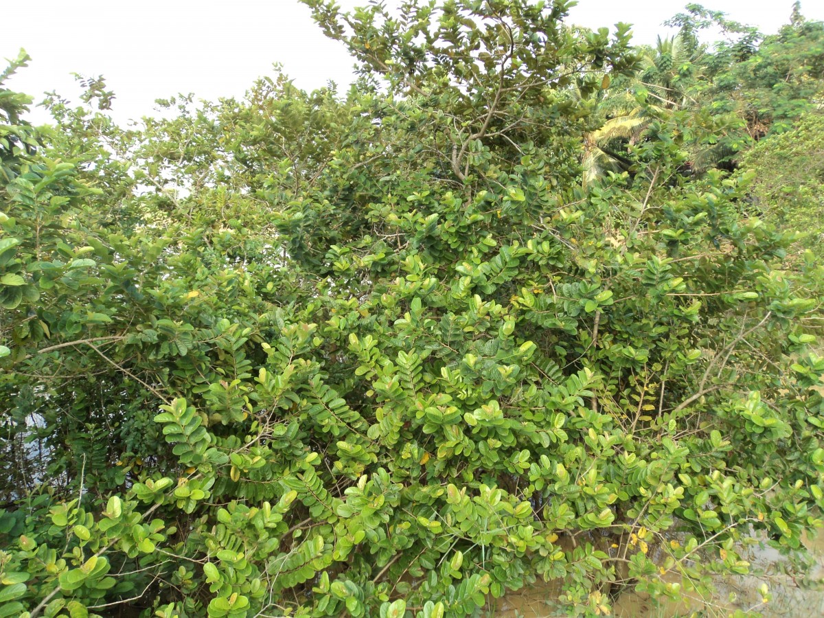 Flora of Sri Lanka