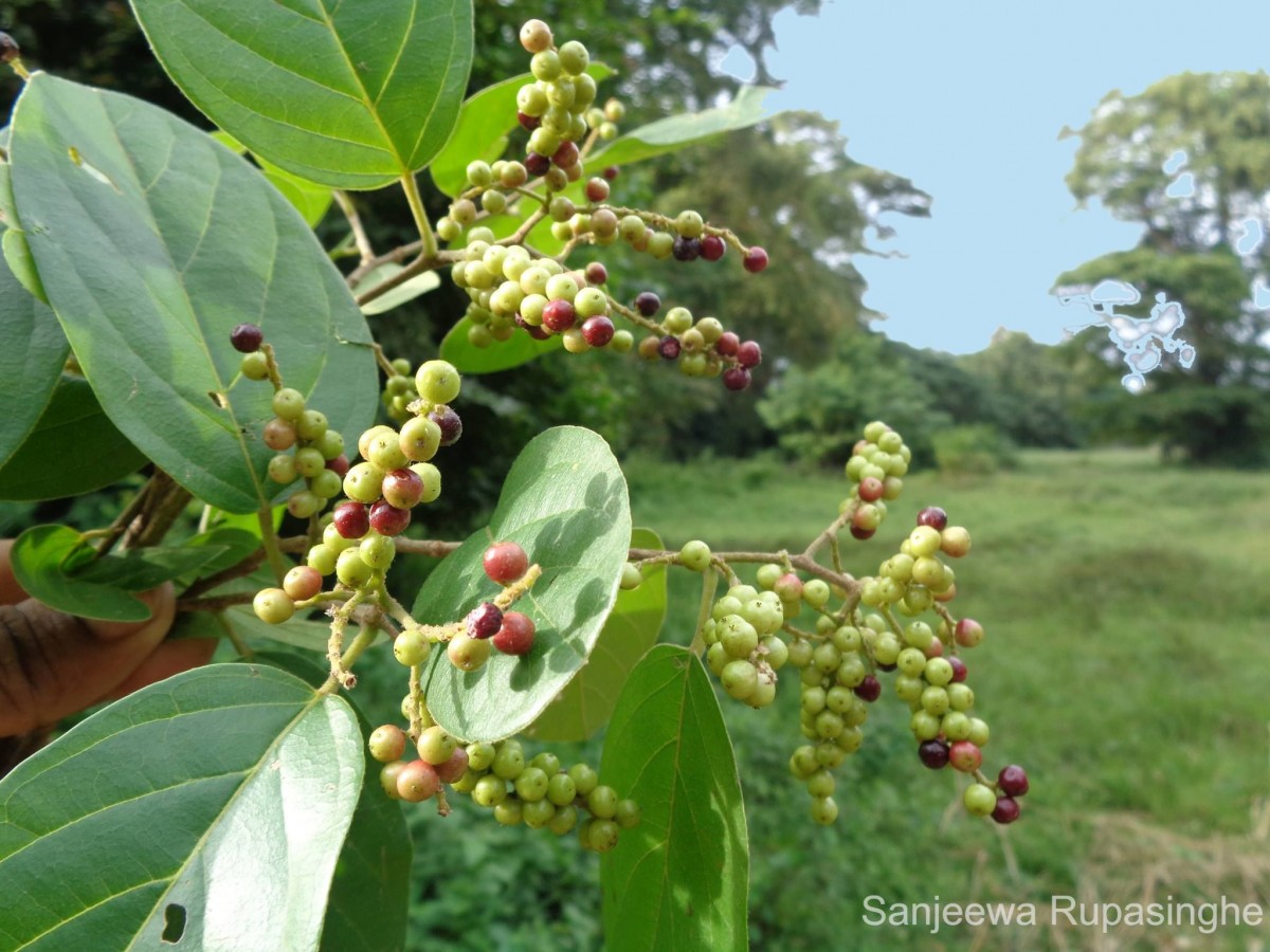 Flora of Sri Lanka