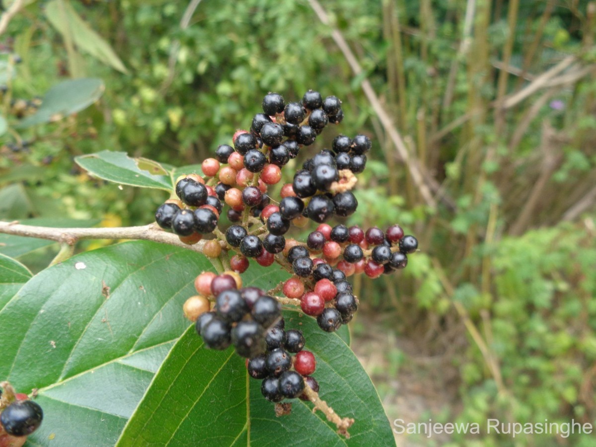 Flora of Sri Lanka