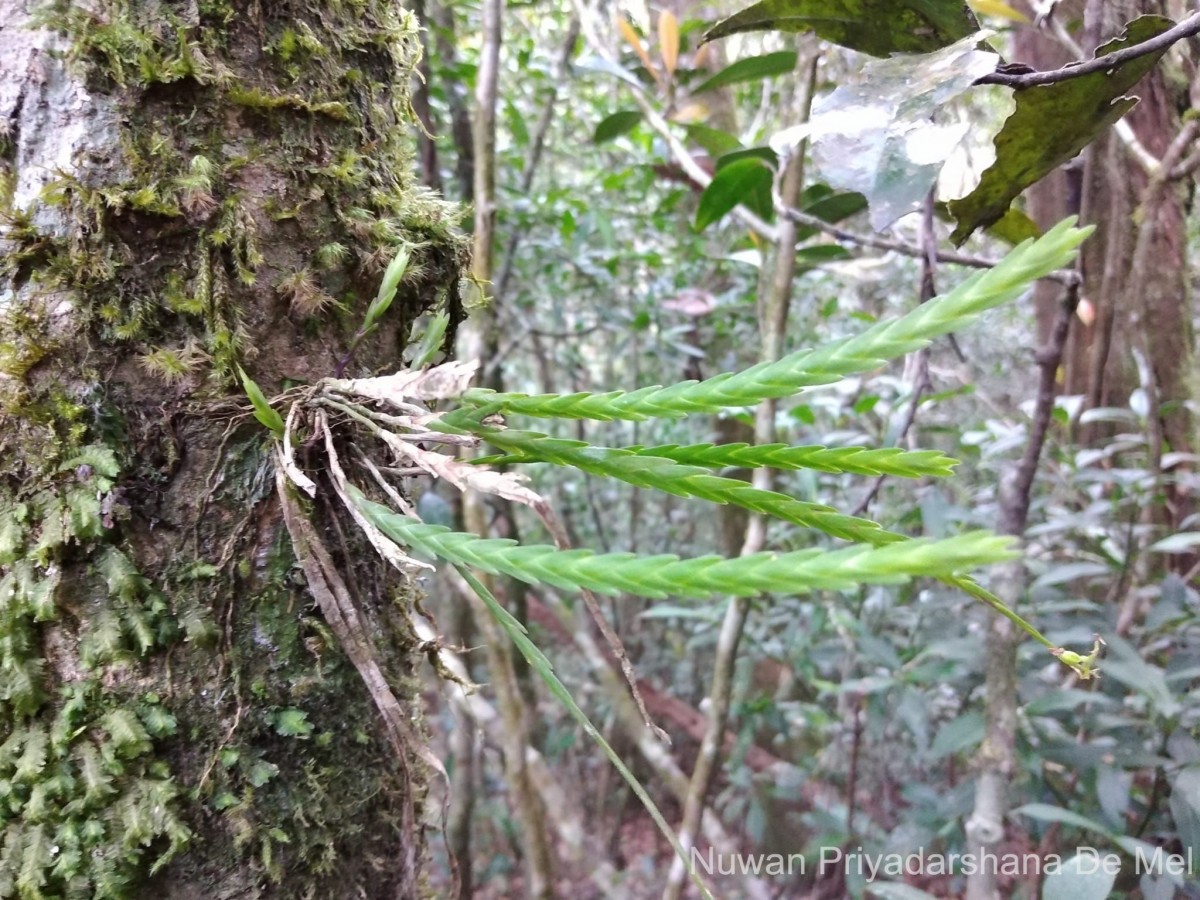 Flora of Sri Lanka