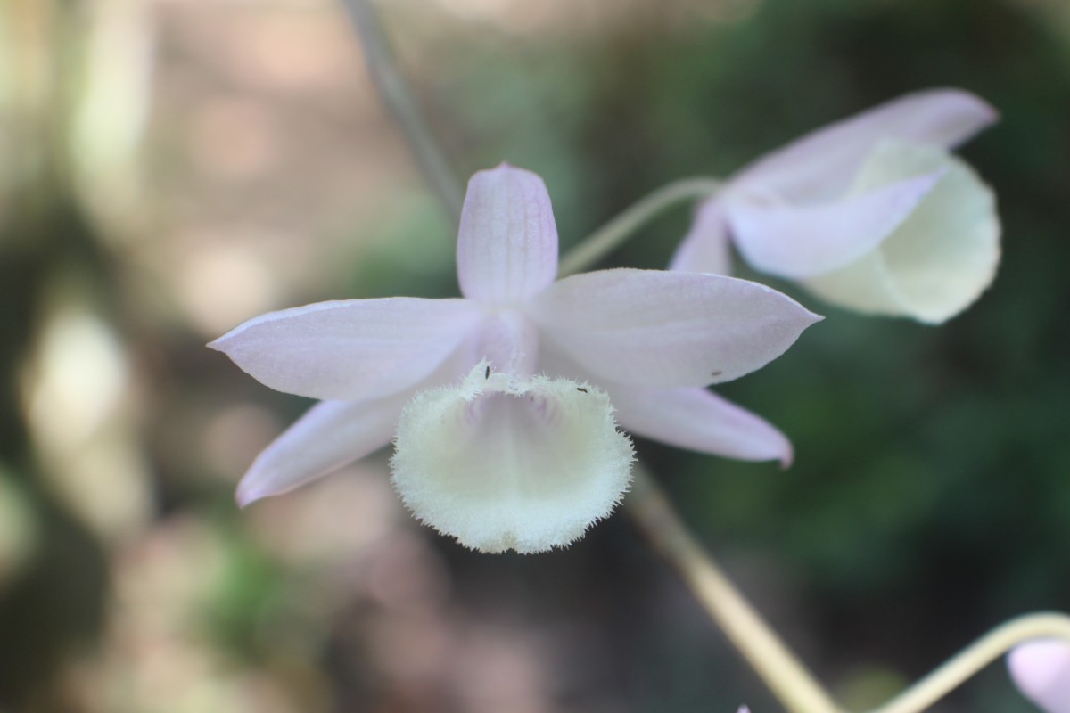 Dendrobium aphyllum (Roxb.) C.E.C.Fisch.