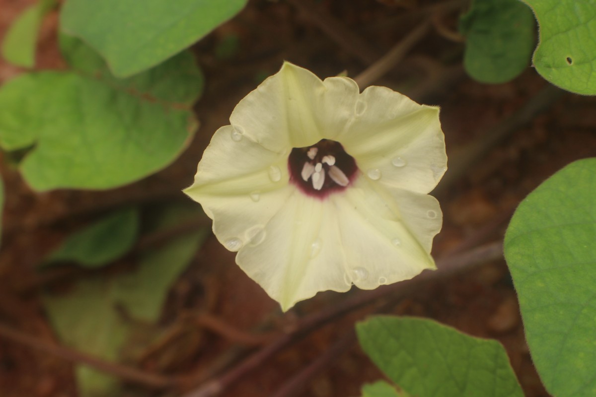 Hewittia malabarica (L.) Suresh