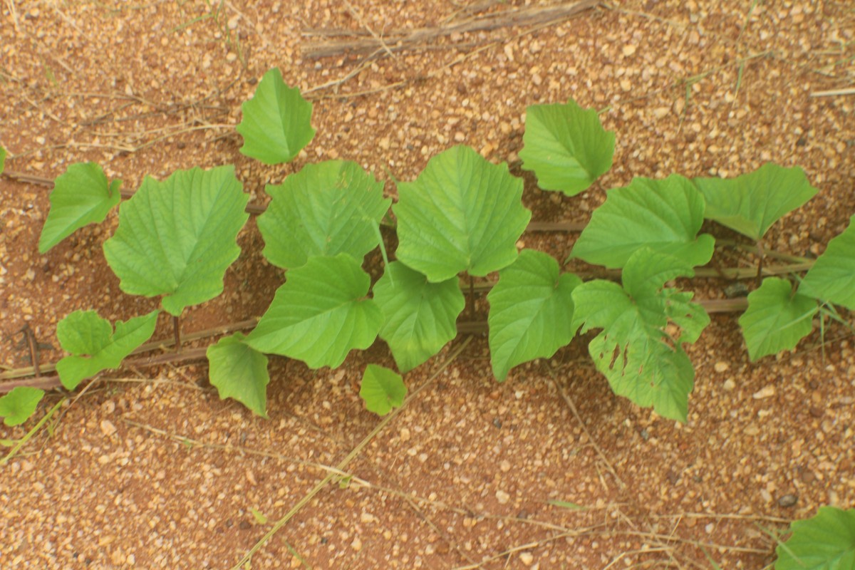 Hewittia malabarica (L.) Suresh