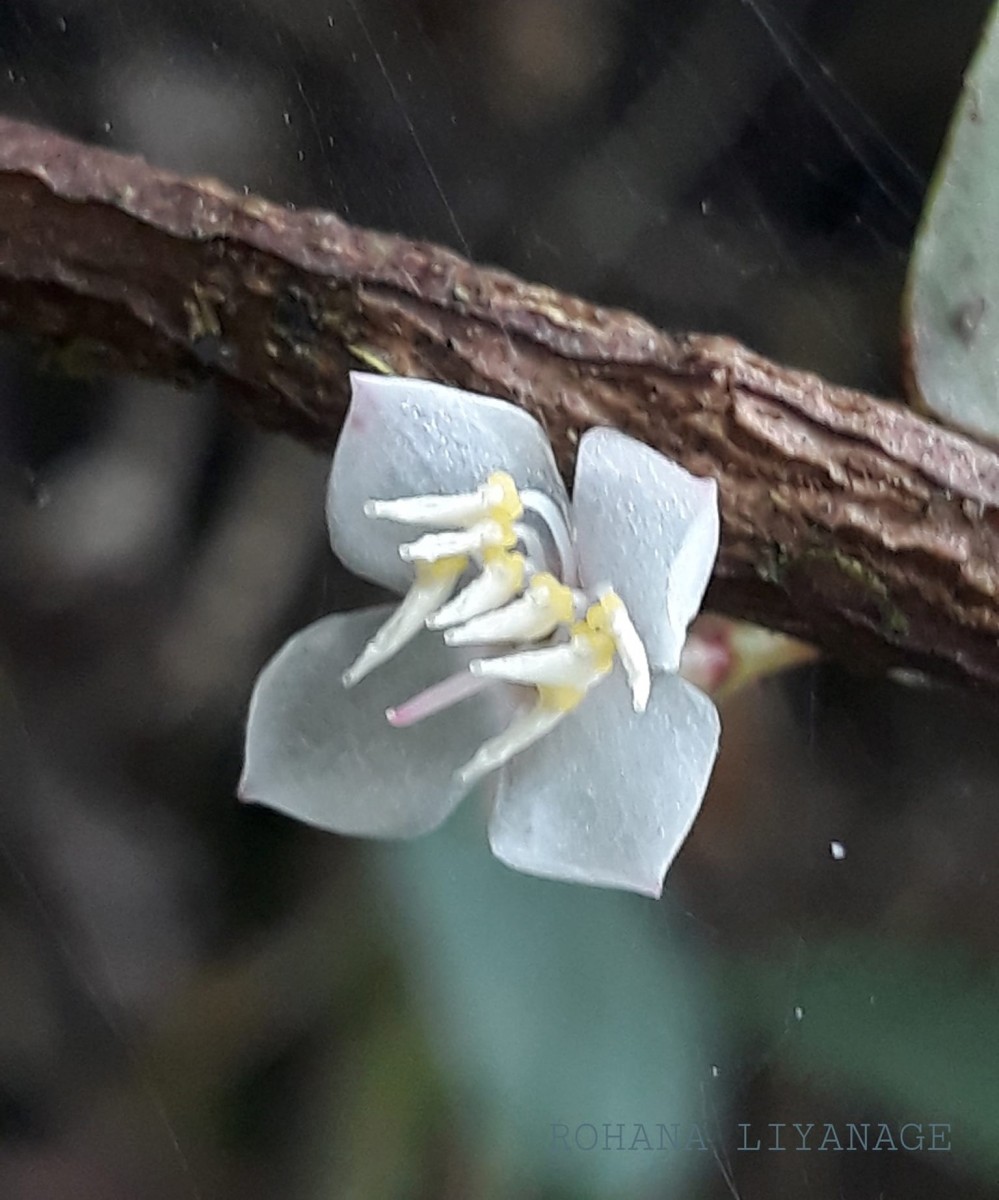 Medinilla maculata Gardner