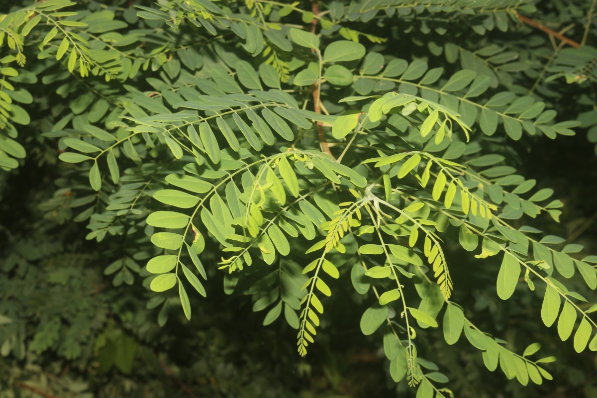 Flora of Sri Lanka