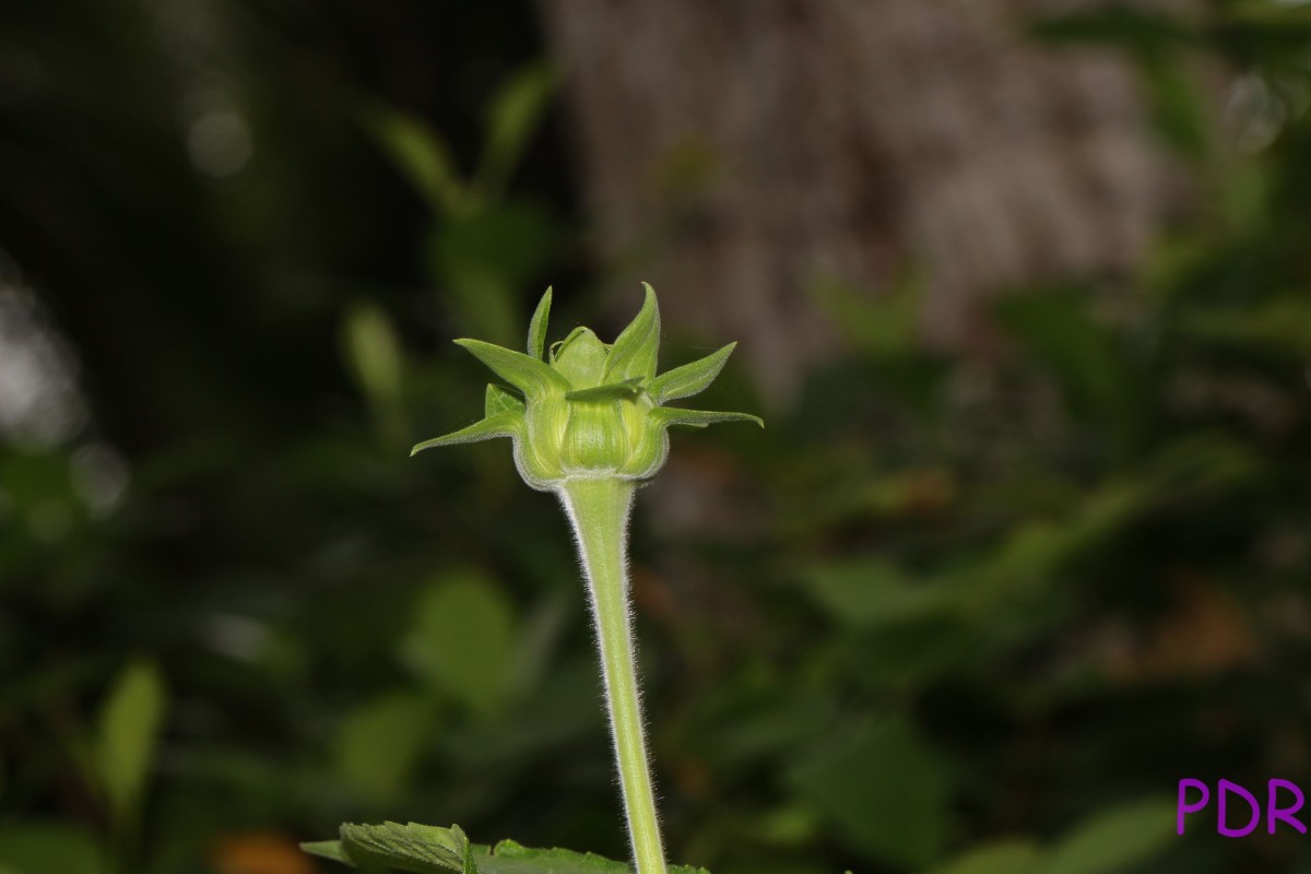 Tithonia rotundifolia (Mill.) S.F.Blake