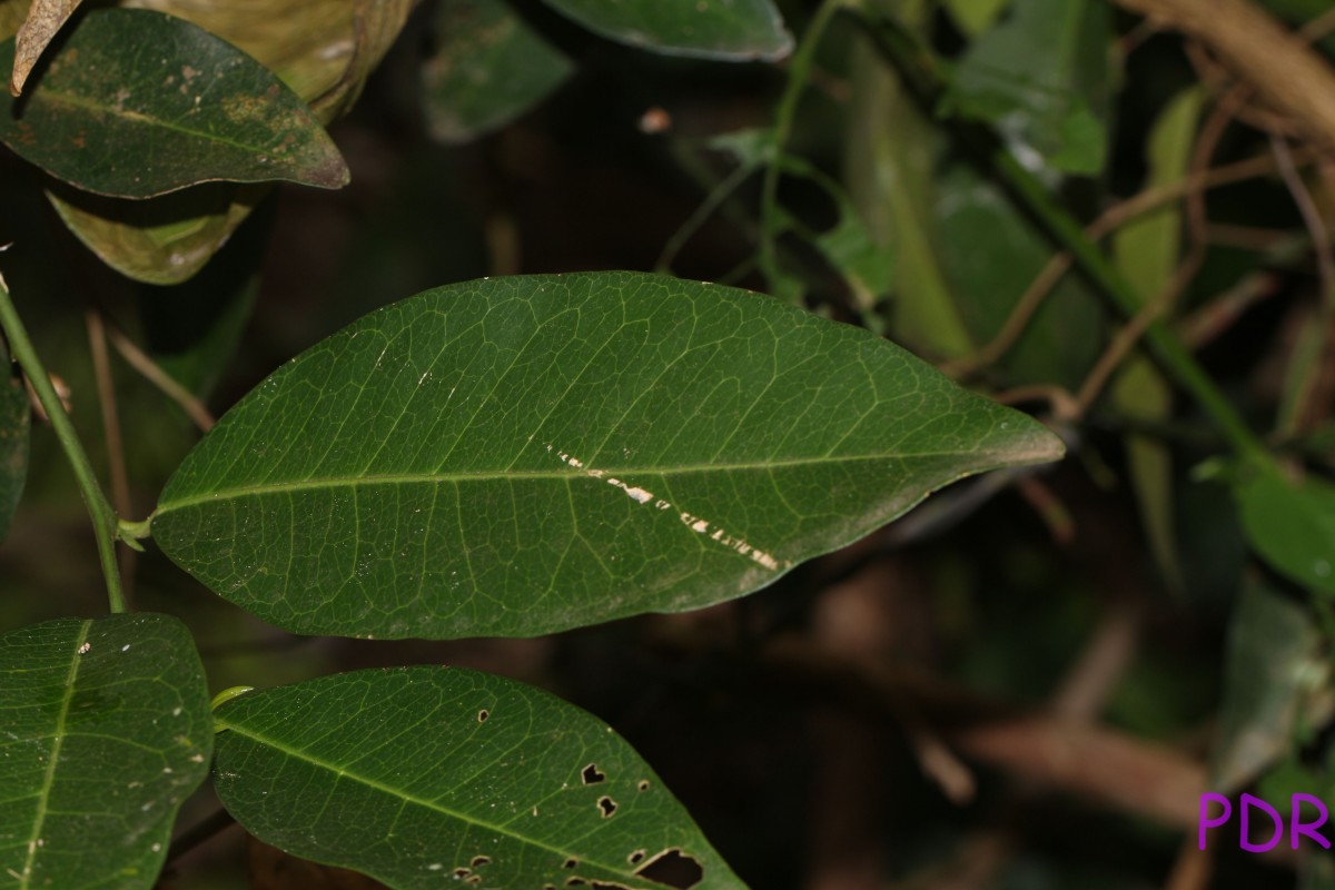 Atalantia ceylanica (Arn.) Oliv.