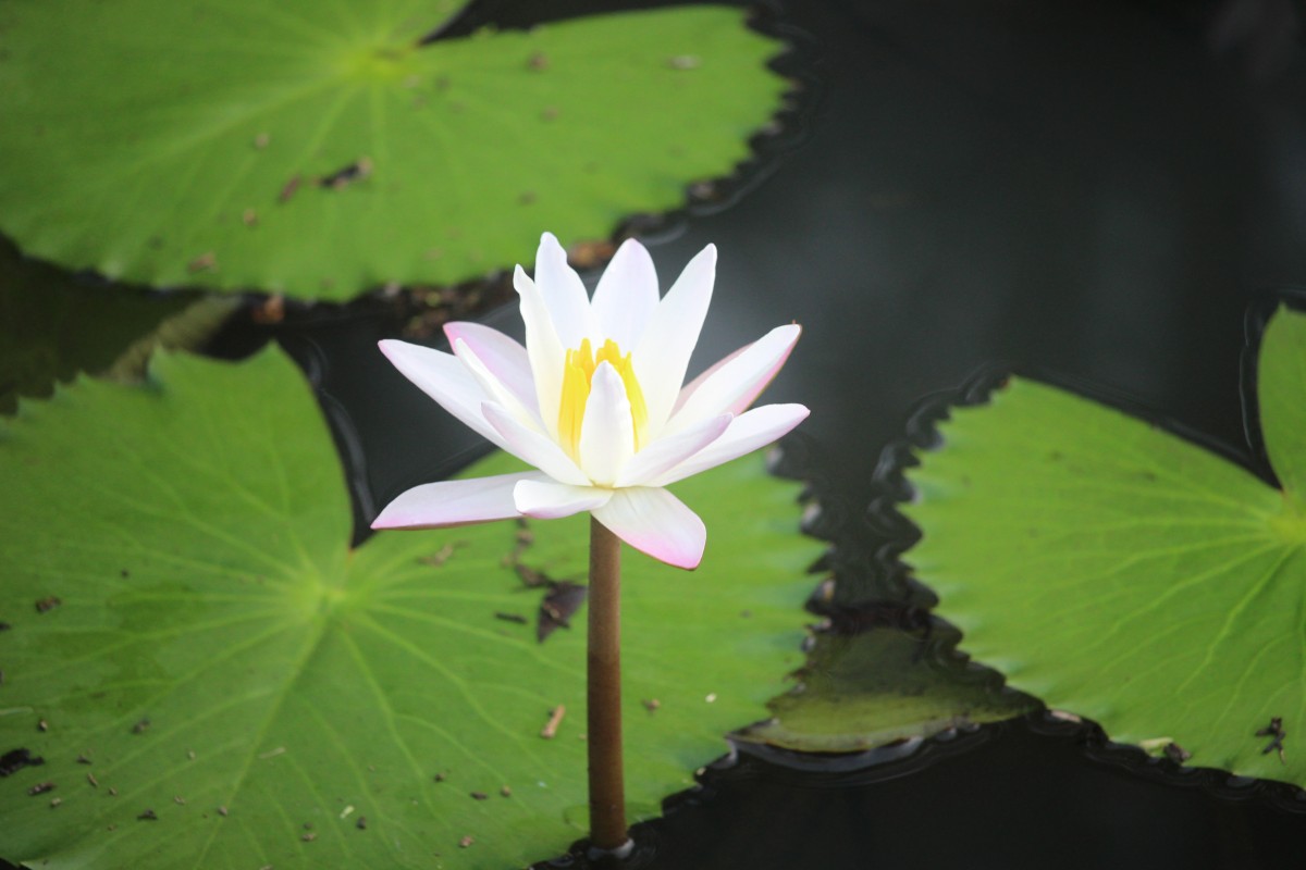 Nymphaea pubescens Willd.