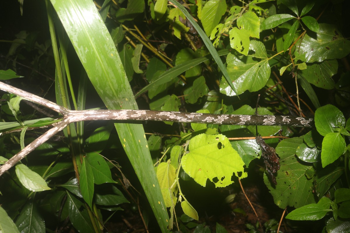 Amorphophallus sylvaticus (Roxb.) Kunth