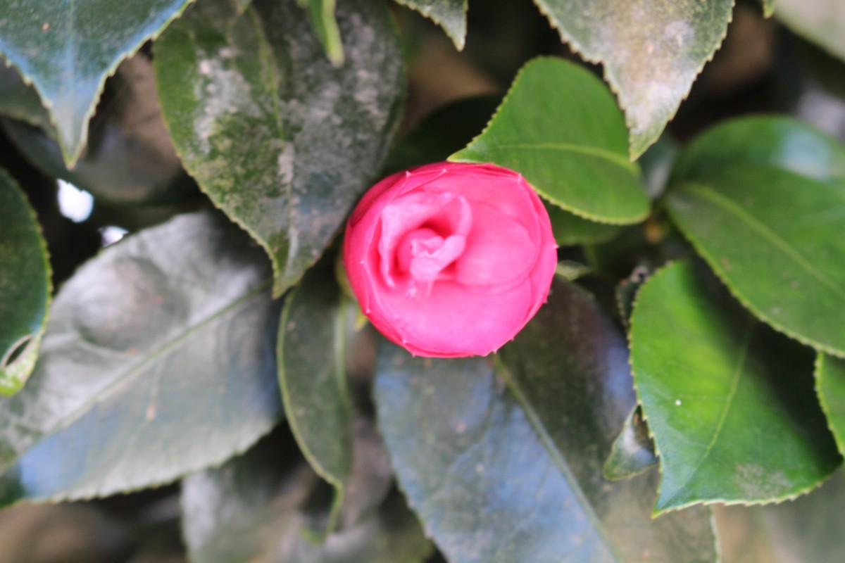 Camellia japonica L.
