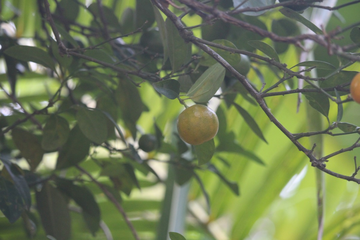 Citrus japonica Thunb.