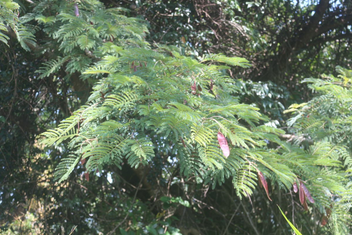 Albizia chinensis (Osbeck) Merr.