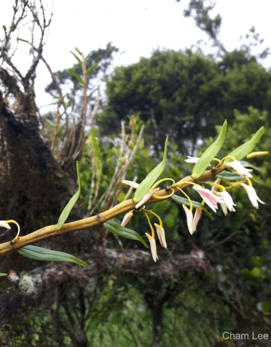 Dendrobium jerdonianum Wight