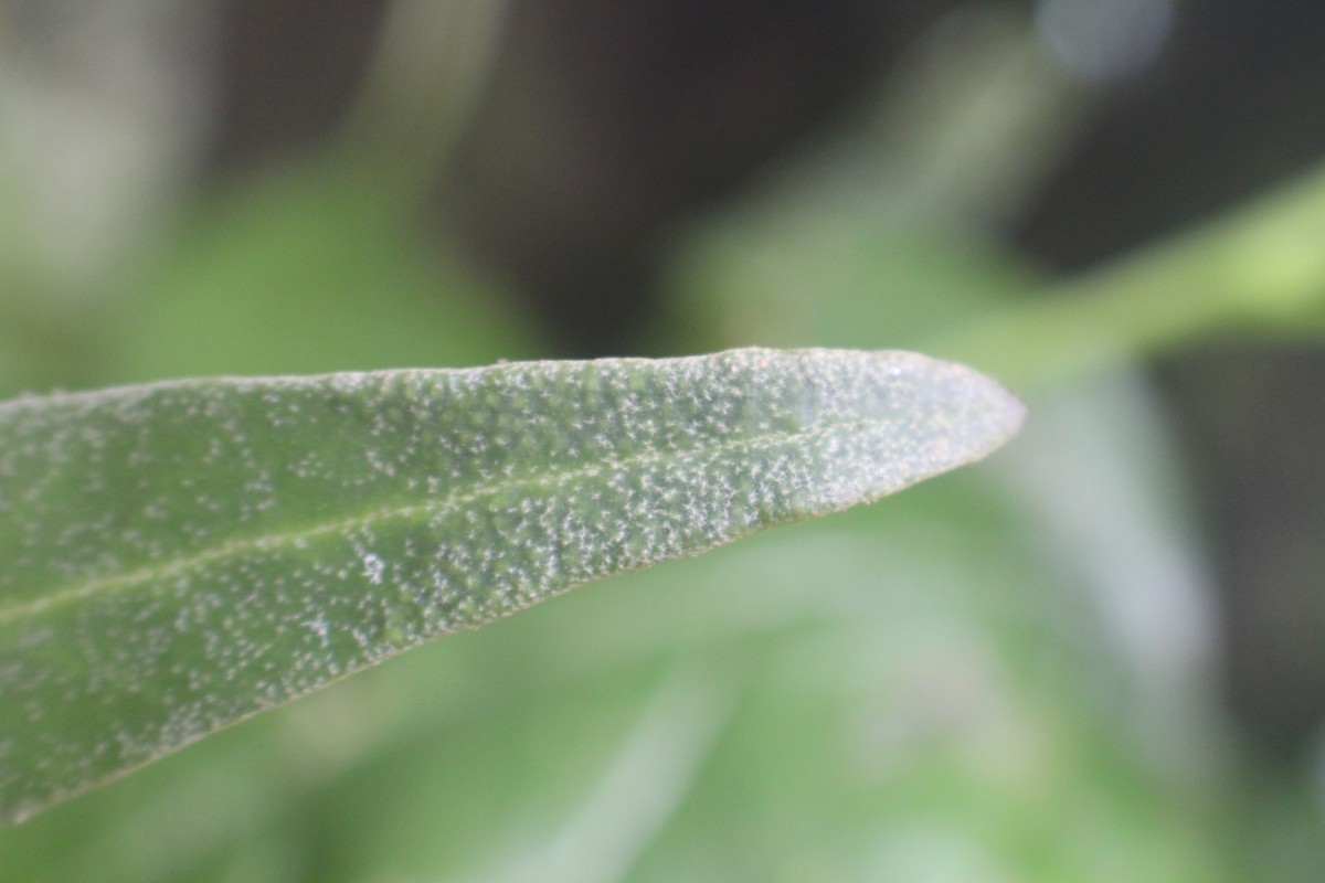 Pyrrosia lanceolata  (L.) Farw.