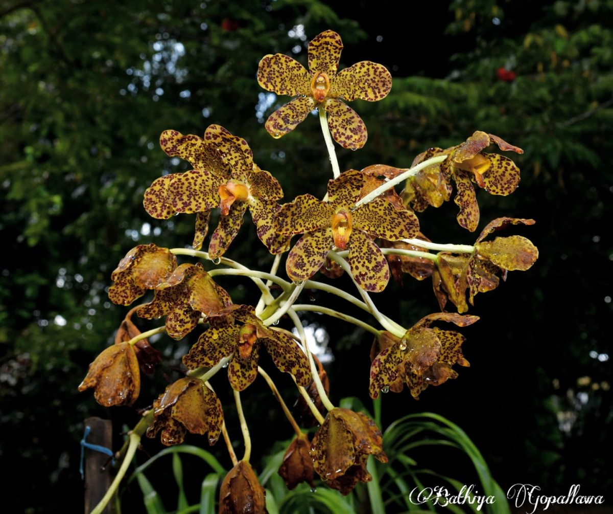 Grammatophyllum speciosum Blume