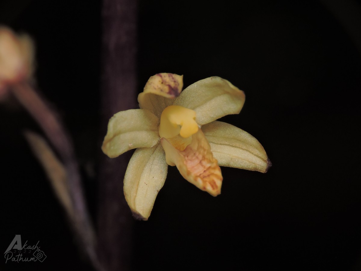Aphyllorchis montana Rchb.f.
