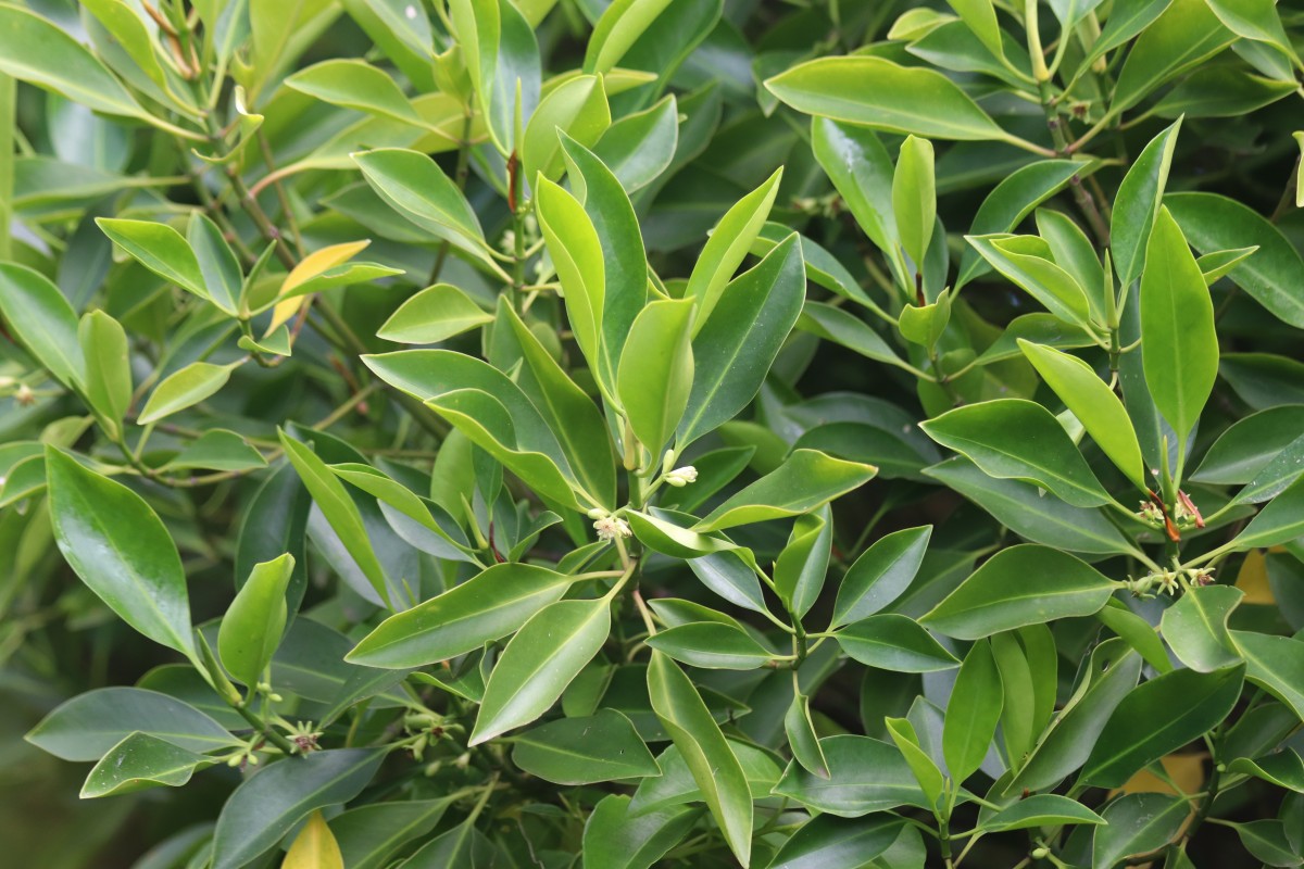 Flora of Sri Lanka