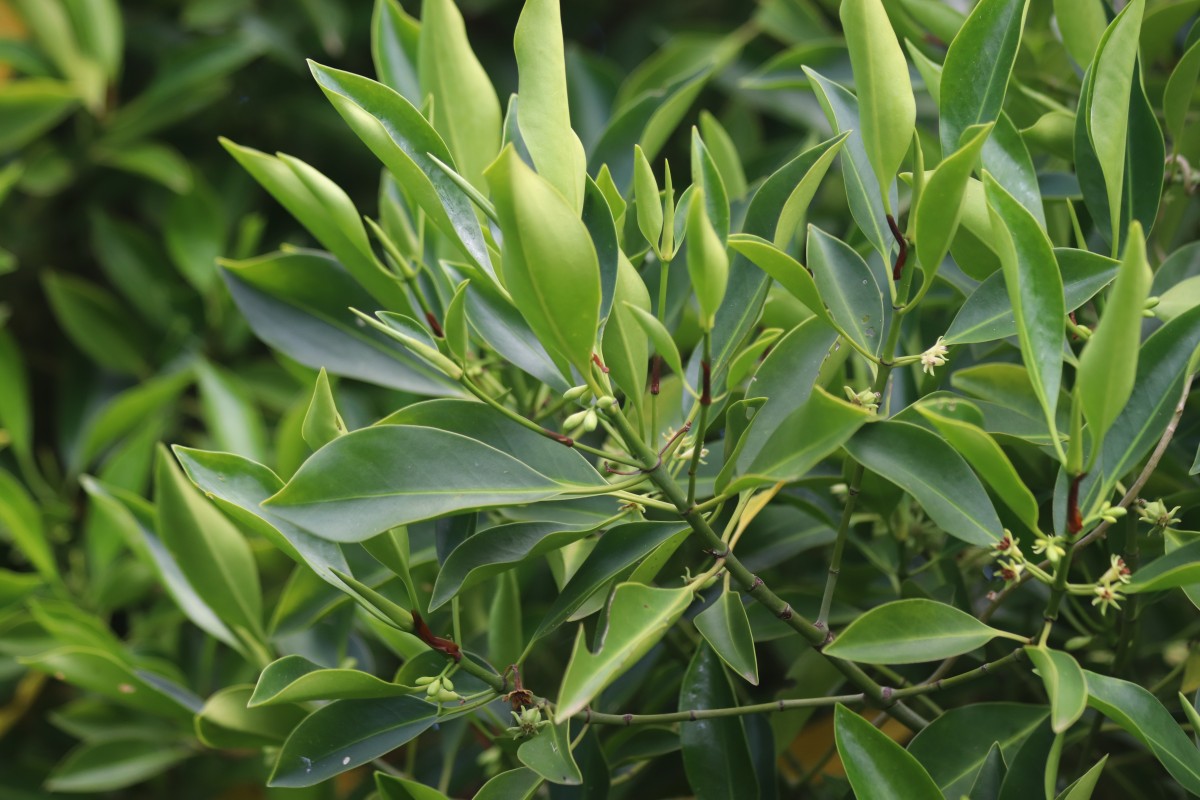 Flora of Sri Lanka