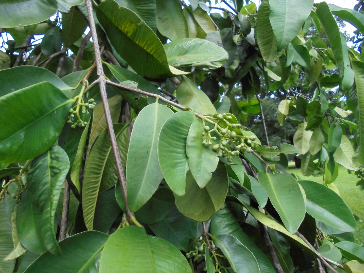 Flora of Sri Lanka