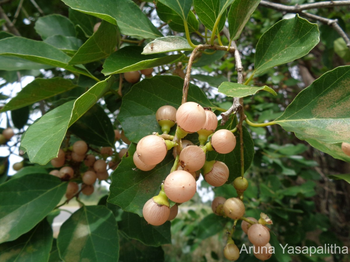 Flora of Sri Lanka