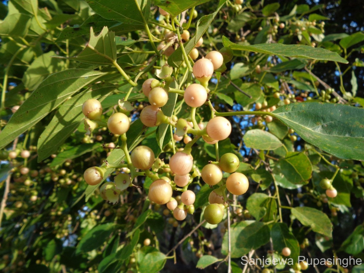 Flora of Sri Lanka