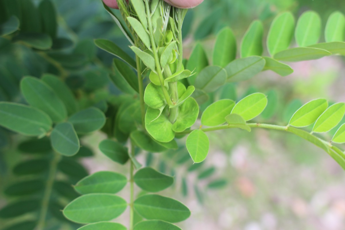 Flora of Sri Lanka