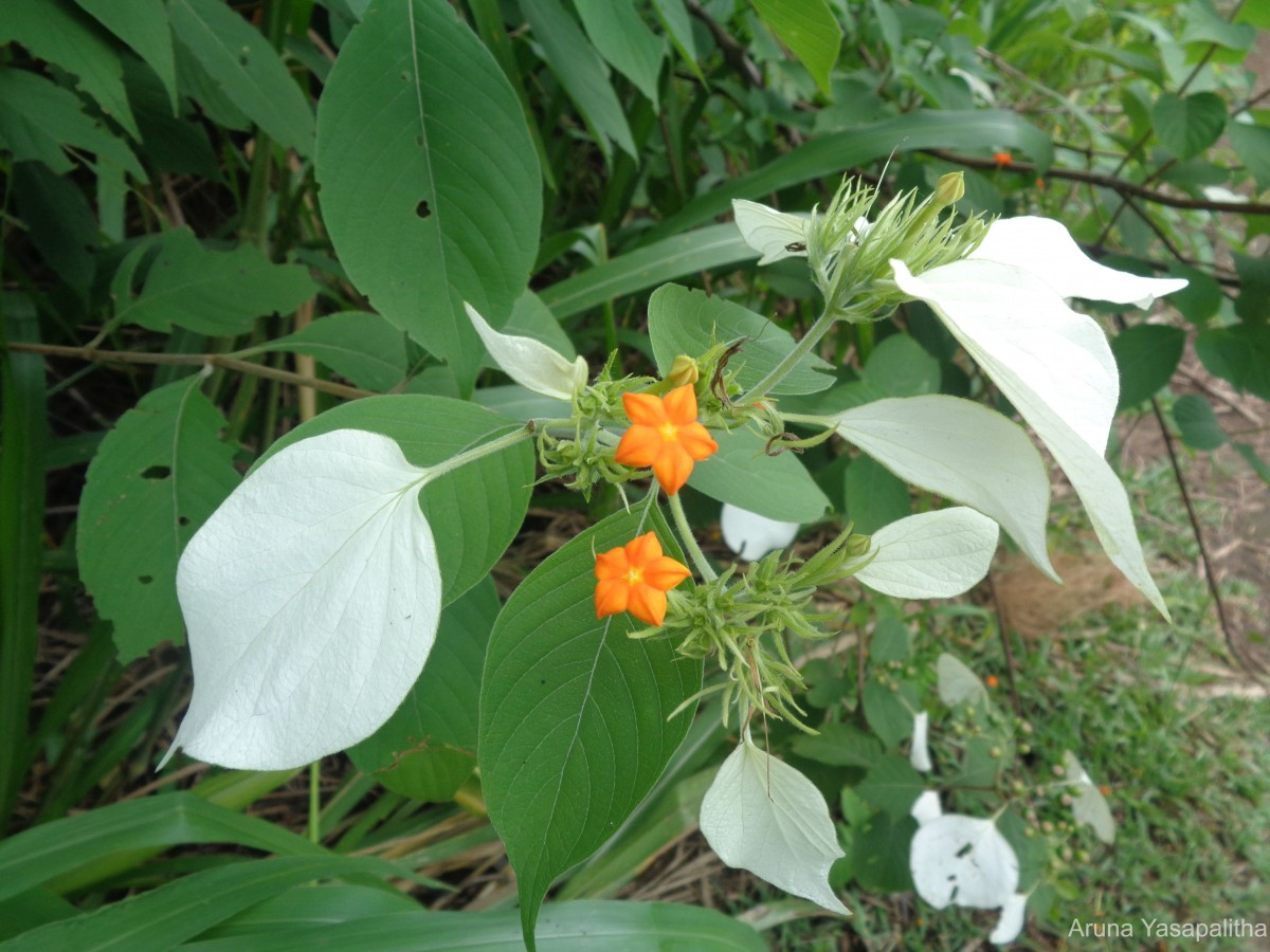 Flora of Sri Lanka