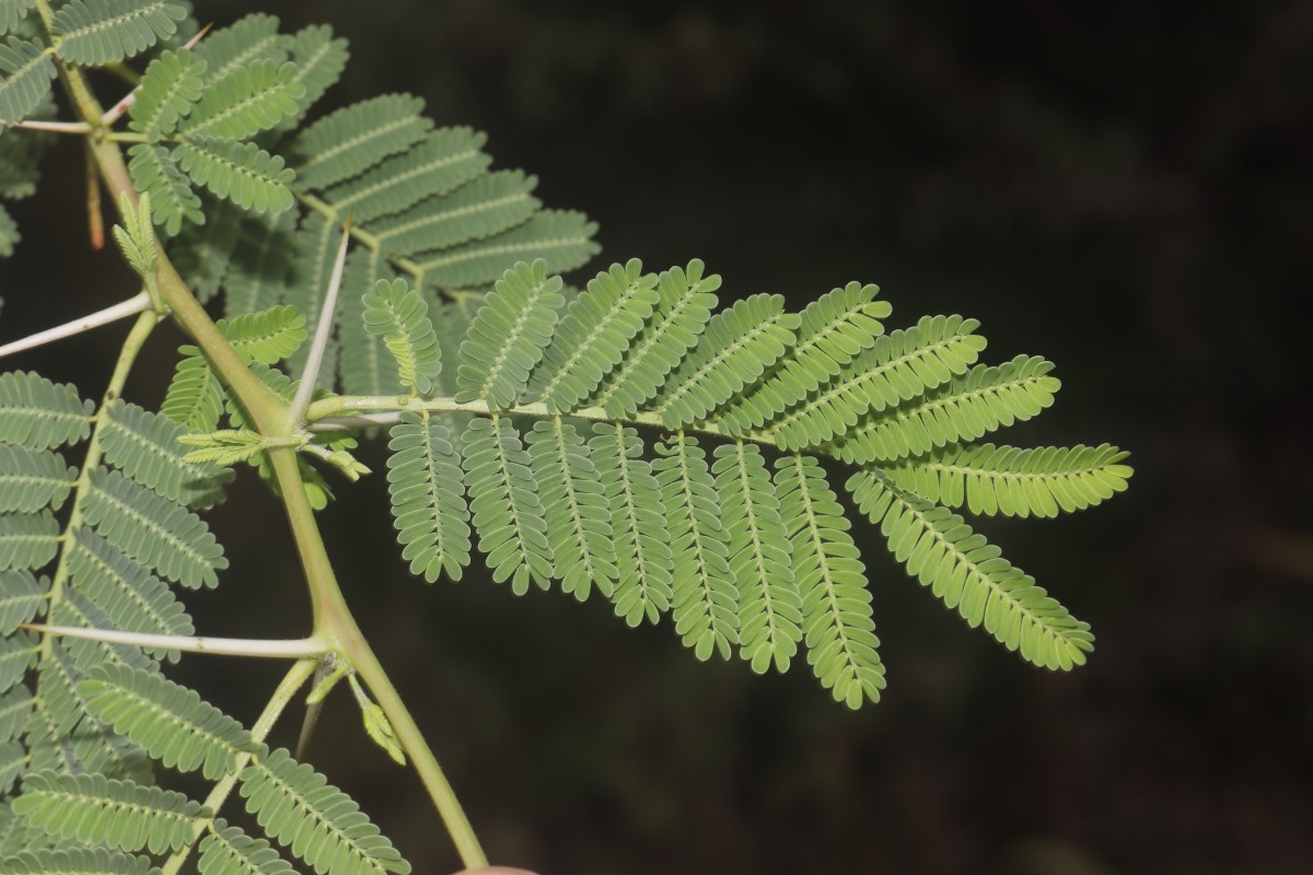 Flora of Sri Lanka