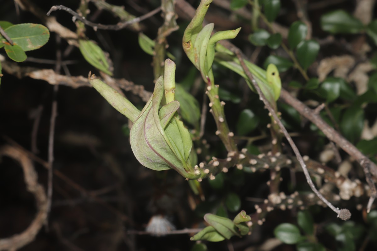 Kleinia grandiflora (Wall. ex DC.) N.Rani