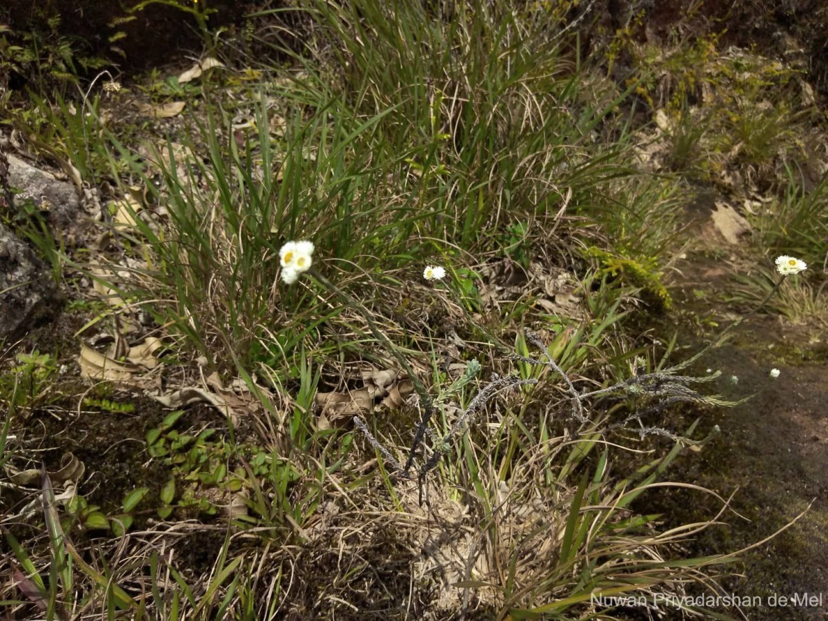Anaphalis brevifolia DC.