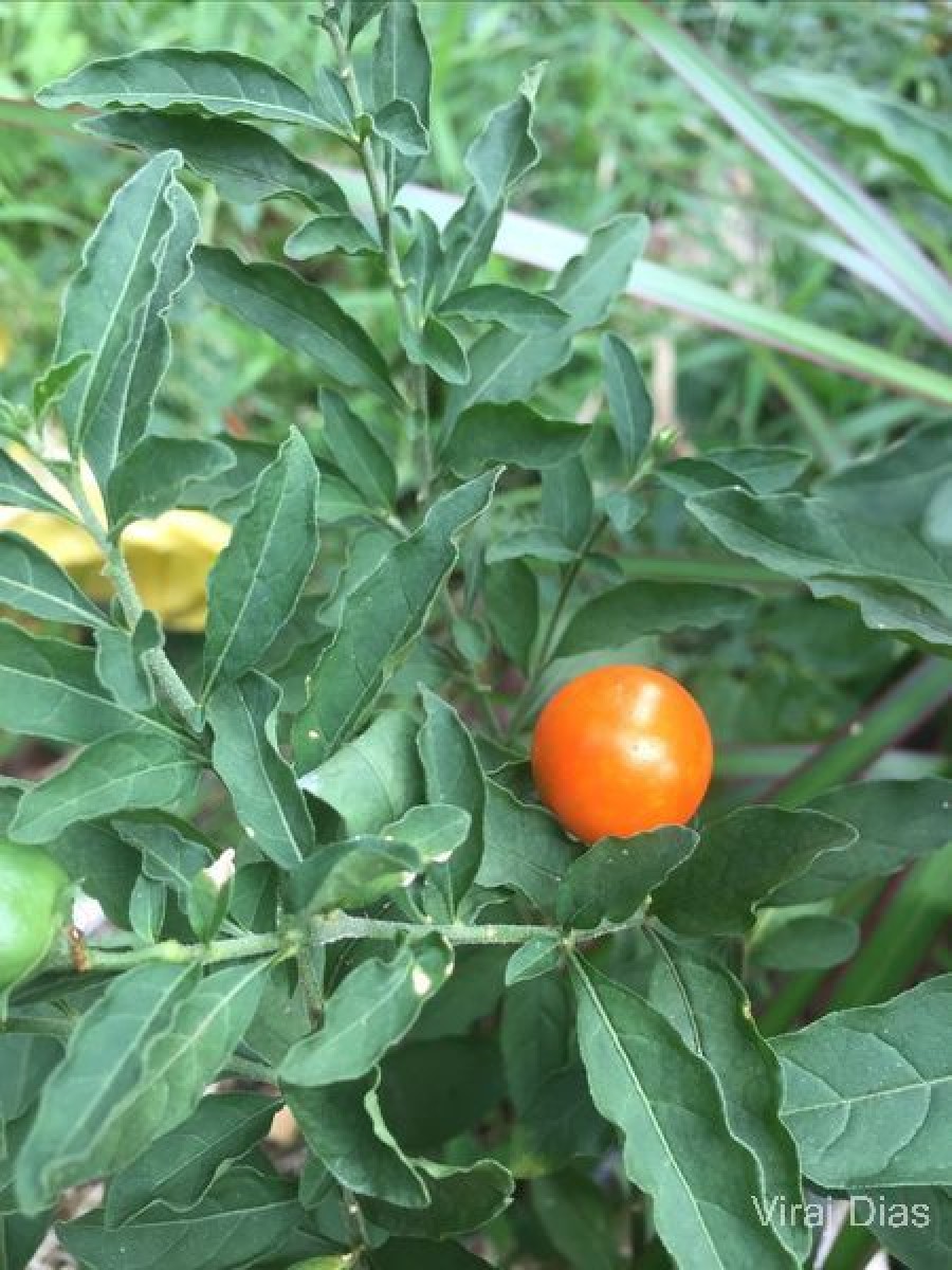 Solanum pseudocapsicum L.
