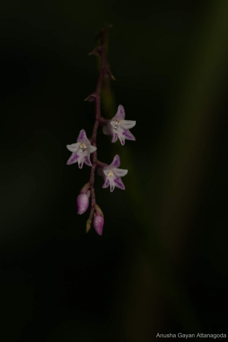 Podochilus warnagalensis Wijew., Priyad., Arang., Atthan., Samar. & Kumar