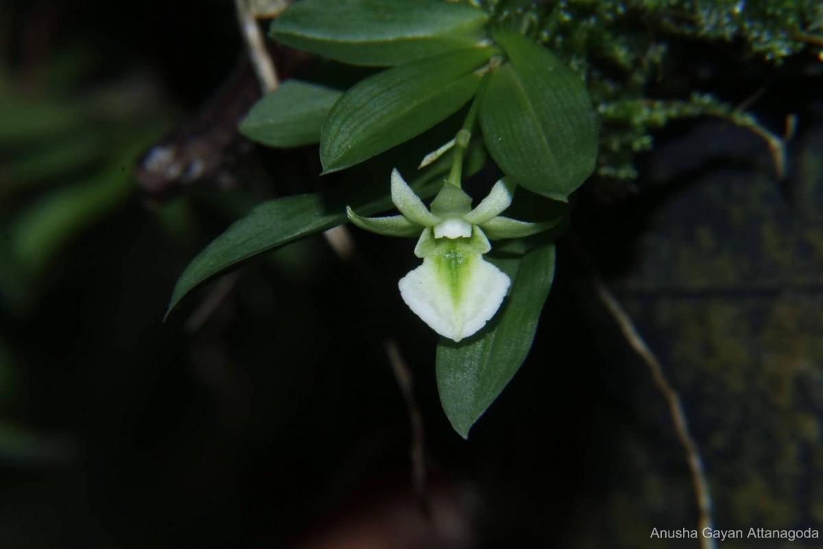 Dendrobium taprobanium Atthanagoda, Priyadarshana, Wijewardhane, Aberathna, Peabotuwage & Kumar
