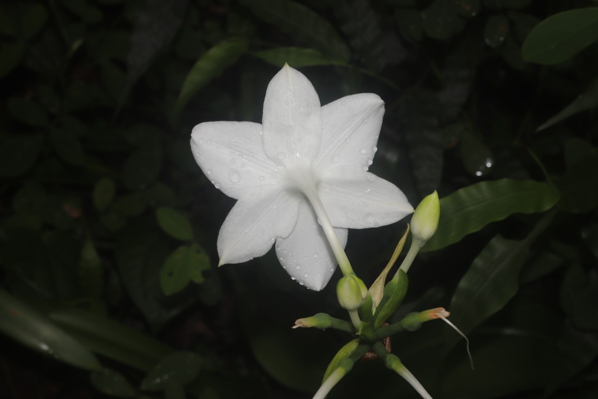Urceolina × grandiflora (Planch. & Linden) Traub