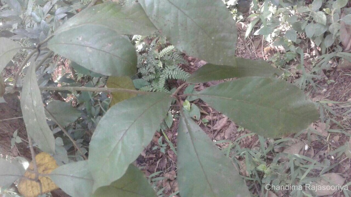 Litsea quinqueflora (Dennst.) C.R.Suresh