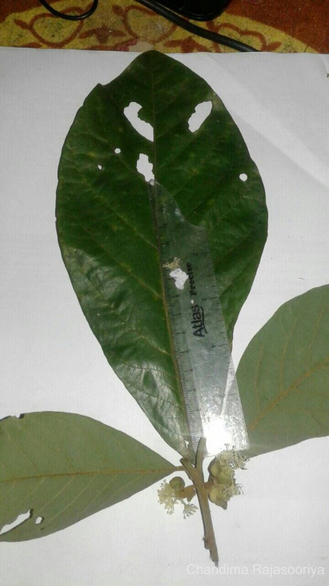 Litsea quinqueflora (Dennst.) C.R.Suresh